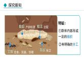 5.2.3  社会行为（课件）-2024--2025学年人教版生物八年级上册