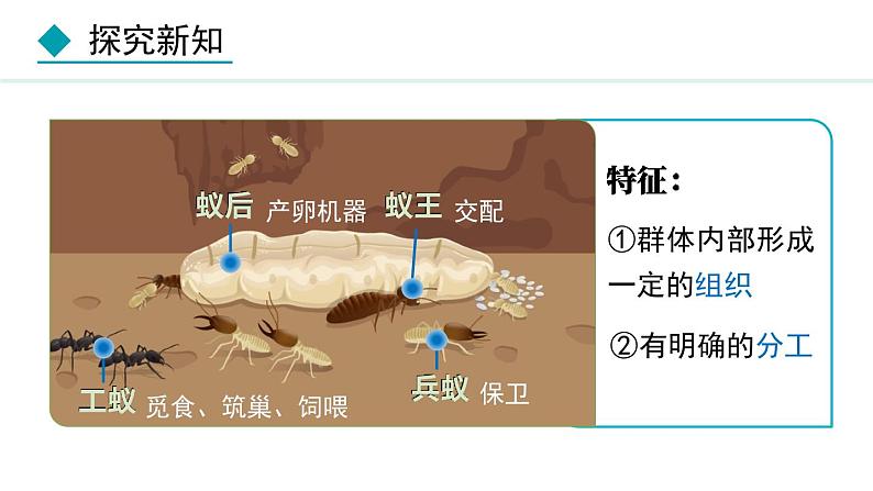 5.2.3  社会行为（课件）-2024--2025学年人教版生物八年级上册第5页