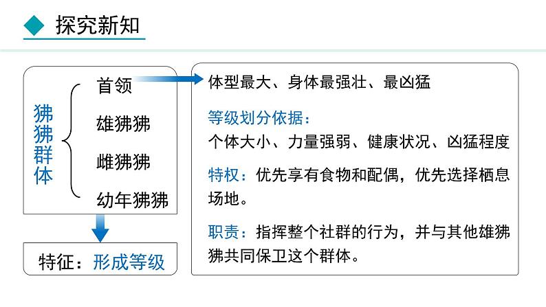 5.2.3  社会行为（课件）-2024--2025学年人教版生物八年级上册第7页