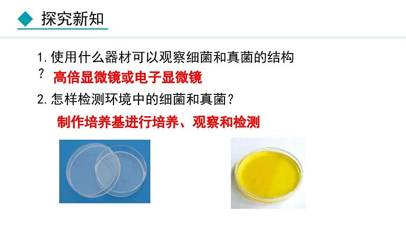 5.4.1  细菌和真菌的分布（课件）-2024--2025学年人教版生物八年级上册第4页