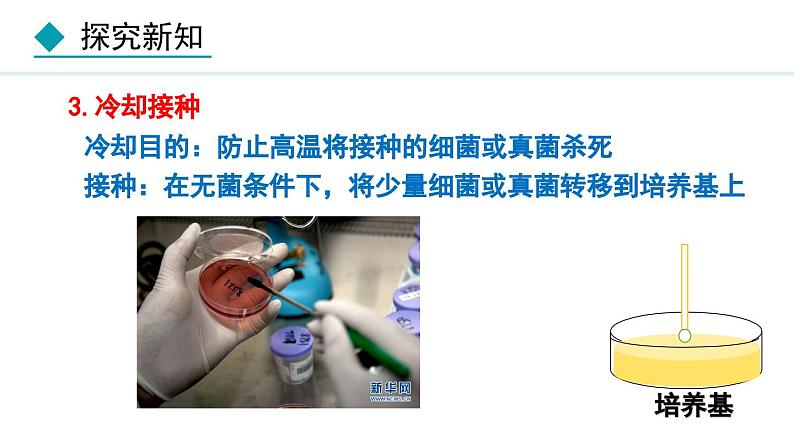 5.4.1  细菌和真菌的分布（课件）-2024--2025学年人教版生物八年级上册第8页