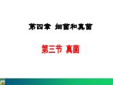 5.4.3  真菌（课件）-2024--2025学年人教版生物八年级上册
