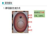 5.4.3  真菌（课件）-2024--2025学年人教版生物八年级上册