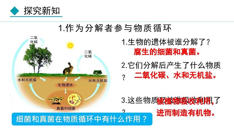 5.4.4  细菌和真菌在自然界中的作用（课件）-2024--2025学年人教版生物八年级上册第3页