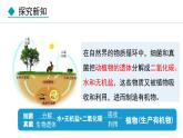 5.4.4  细菌和真菌在自然界中的作用（课件）-2024--2025学年人教版生物八年级上册