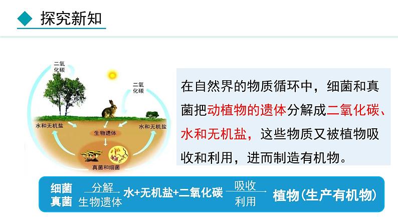 5.4.4  细菌和真菌在自然界中的作用（课件）-2024--2025学年人教版生物八年级上册第4页