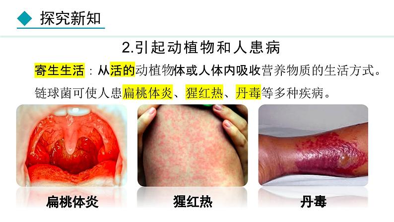 5.4.4  细菌和真菌在自然界中的作用（课件）-2024--2025学年人教版生物八年级上册第5页