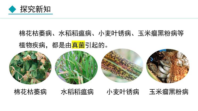 5.4.4  细菌和真菌在自然界中的作用（课件）-2024--2025学年人教版生物八年级上册第7页