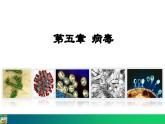 5.5  病毒（课件）-2024--2025学年人教版生物八年级上册