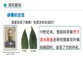 5.5  病毒（课件）-2024--2025学年人教版生物八年级上册