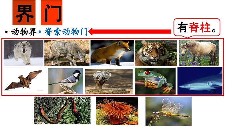 6.1.2  从种到界（课件）-2024--2025学年人教版生物八年级上册07