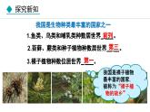 6.2  认识生物的多样性（课件）-2024--2025学年人教版生物八年级上册
