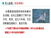 6.3  保护生物的多样性（课件）-2024--2025学年人教版生物八年级上册