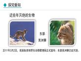 6.3  保护生物的多样性（课件）-2024--2025学年人教版生物八年级上册