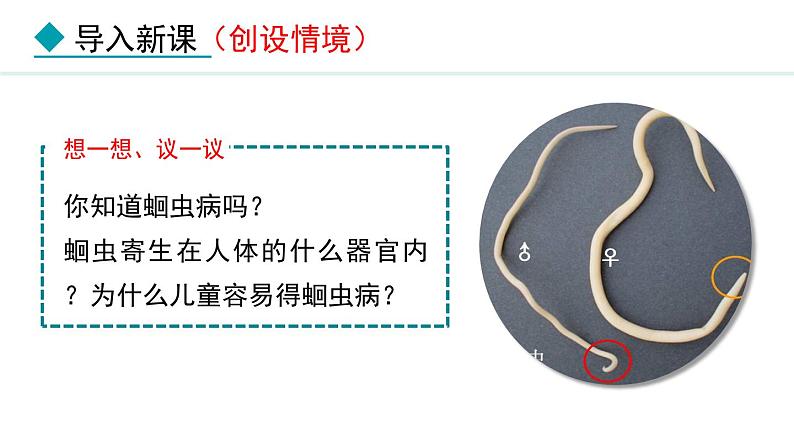 5.1.2  线虫动物和环节动物（课件）-2024--2025学年人教版生物八年级上册第3页