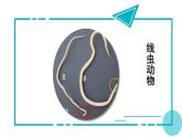 5.1.2  线虫动物和环节动物（课件）-2024--2025学年人教版生物八年级上册
