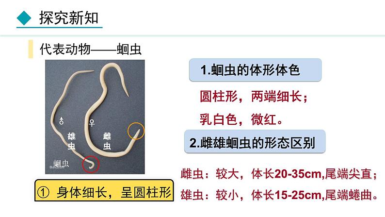 5.1.2  线虫动物和环节动物（课件）-2024--2025学年人教版生物八年级上册第5页