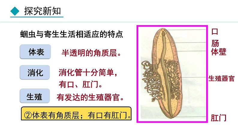 5.1.2  线虫动物和环节动物（课件）-2024--2025学年人教版生物八年级上册第7页