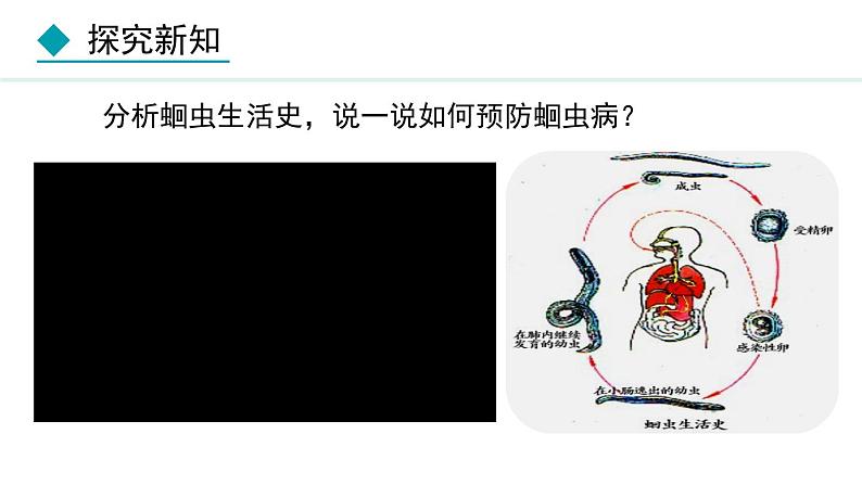 5.1.2  线虫动物和环节动物（课件）-2024--2025学年人教版生物八年级上册第8页