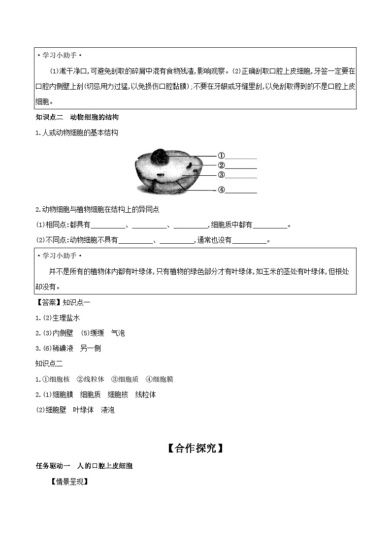 2.1.3 动物细胞 学案（含答案） -生物人教版七年级上册02
