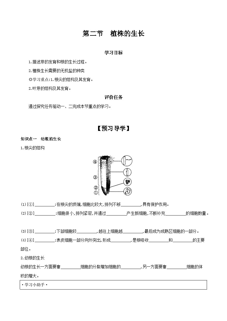 3.2.2 植株的生长 学案 （含答案）-生物人教版七年级上册01