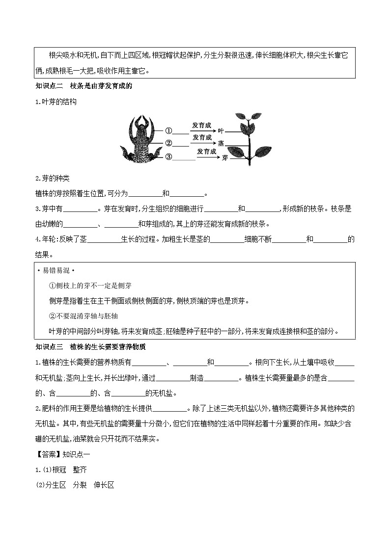 3.2.2 植株的生长 学案 （含答案）-生物人教版七年级上册02