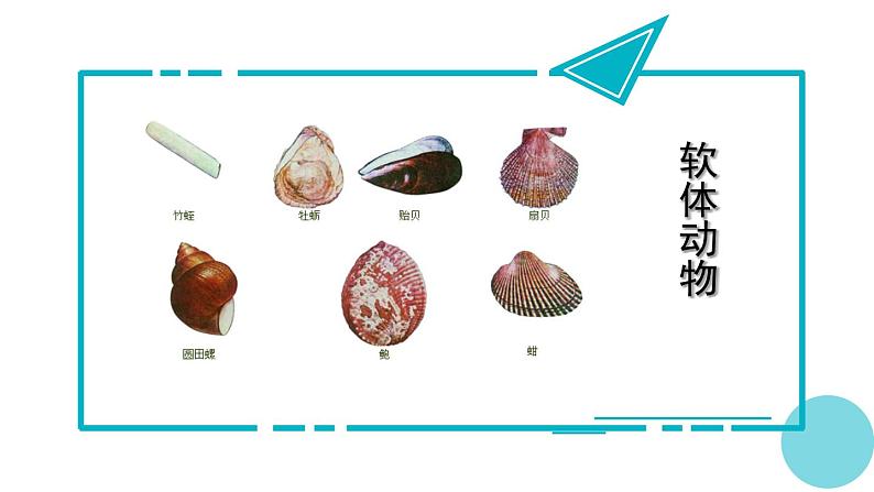 人教版八年级生物上册课件 5.1.3  软体动物和节肢动物第3页