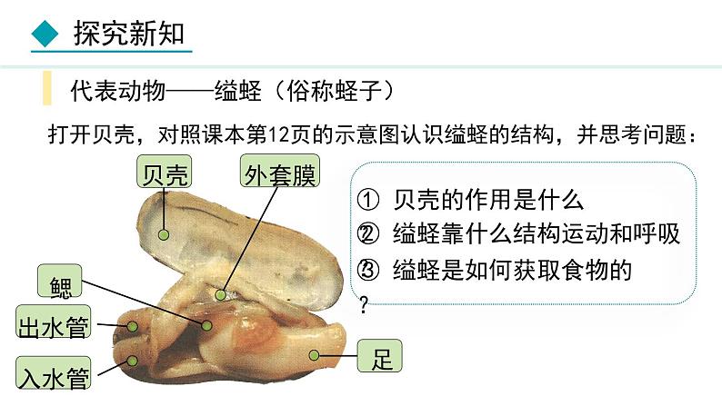 人教版八年级生物上册课件 5.1.3  软体动物和节肢动物第5页