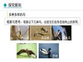 人教版八年级生物上册课件 5.1.6  鸟