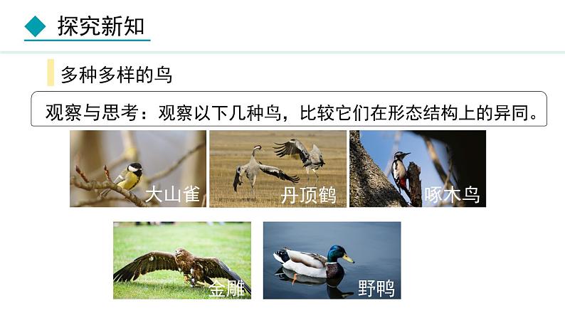 人教版八年级生物上册课件 5.1.6  鸟04