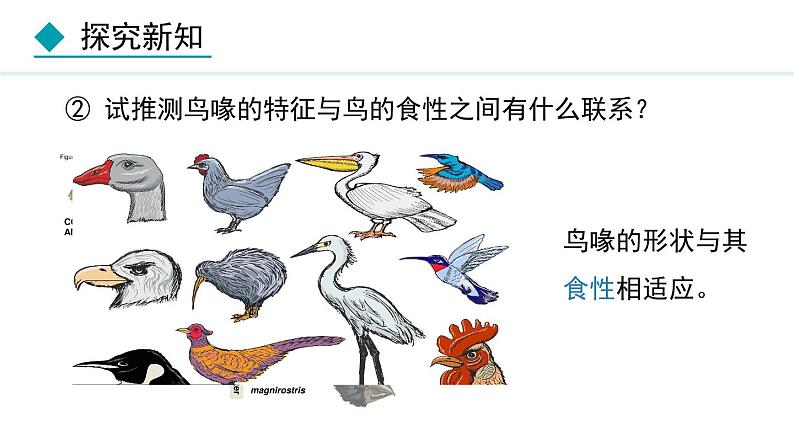 人教版八年级生物上册课件 5.1.6  鸟08