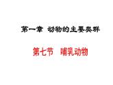 人教版八年级生物上册课件 5.1.7  哺乳动物