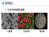 人教版八年级生物上册课件 5.4.1  细菌和真菌的分布