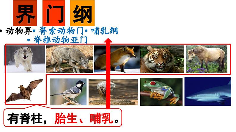 人教版八年级生物上册课件 6.1.2  从种到界第8页