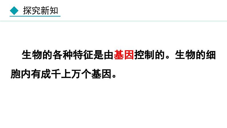 人教版八年级生物上册课件 6.2  认识生物的多样性第7页