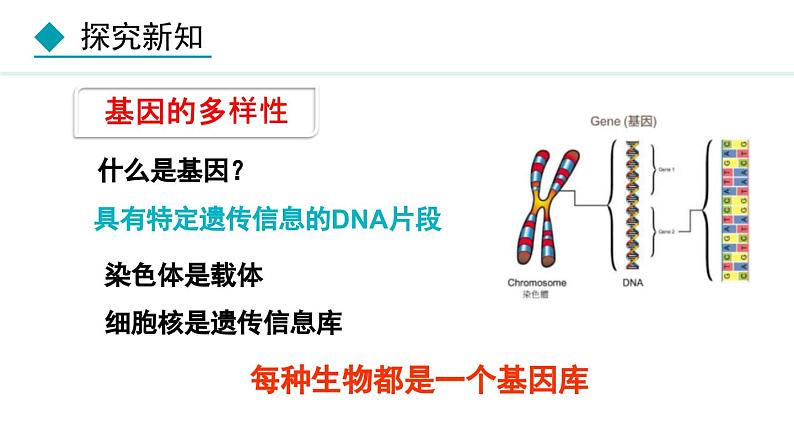 人教版八年级生物上册课件 6.2  认识生物的多样性第8页