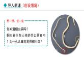 人教版八年级生物上册课件 5.1.2  线虫动物和环节动物