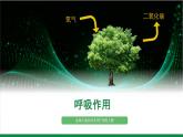 3.4.2呼吸作用（课件+教案）北师大版 七上