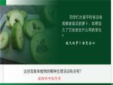 3.4.2呼吸作用（课件+教案）北师大版 七上