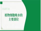 3.4.3吸收作用（课件+教案）北师大版 七上 - 副本