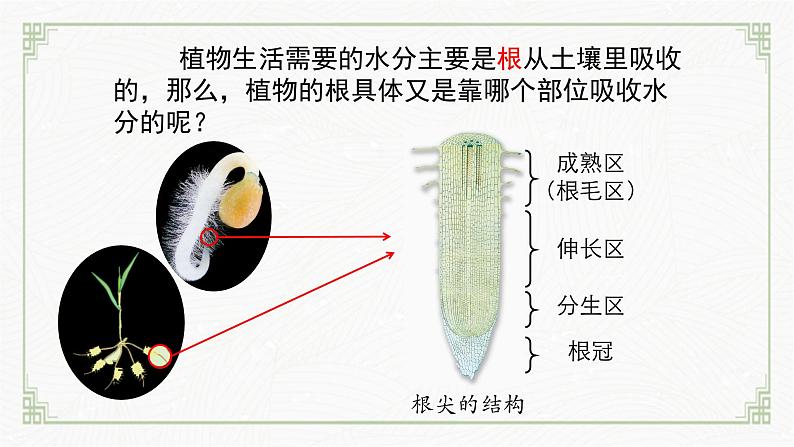 3.4.3吸收作用（课件+教案）北师大版 七上 - 副本06