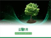 3.4.4运输作用（课件+教案）北师大版 七上