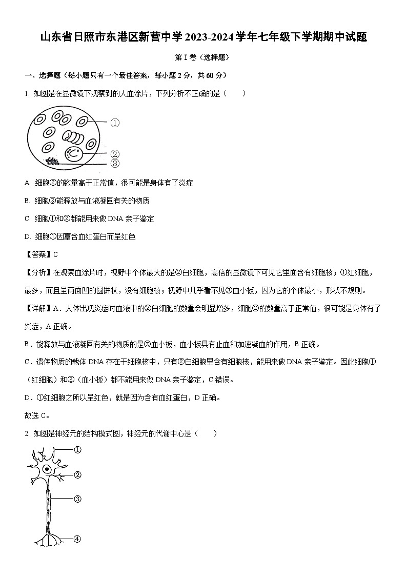 [生物][期中]山东省日照市东港区新营中学2023-2024学年七年级下学期期中试题(解析版)第1页