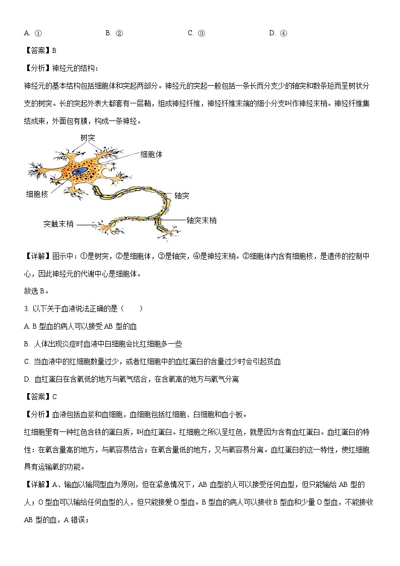 [生物][期中]山东省日照市东港区新营中学2023-2024学年七年级下学期期中试题(解析版)第2页