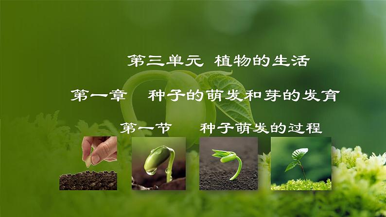 3.1.1  种子萌发的过程（课件）-2024-2025学年八年级冀少版生物上册01