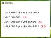 3.1.1  种子萌发的过程（课件）-2024-2025学年八年级冀少版生物上册