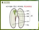 3.1.1  种子萌发的过程（课件）-2024-2025学年八年级冀少版生物上册