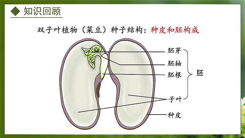 3.1.1  种子萌发的过程（课件）-2024-2025学年八年级冀少版生物上册03