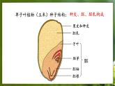 3.1.1  种子萌发的过程（课件）-2024-2025学年八年级冀少版生物上册