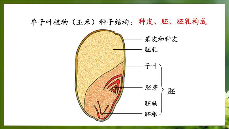 3.1.1  种子萌发的过程（课件）-2024-2025学年八年级冀少版生物上册04